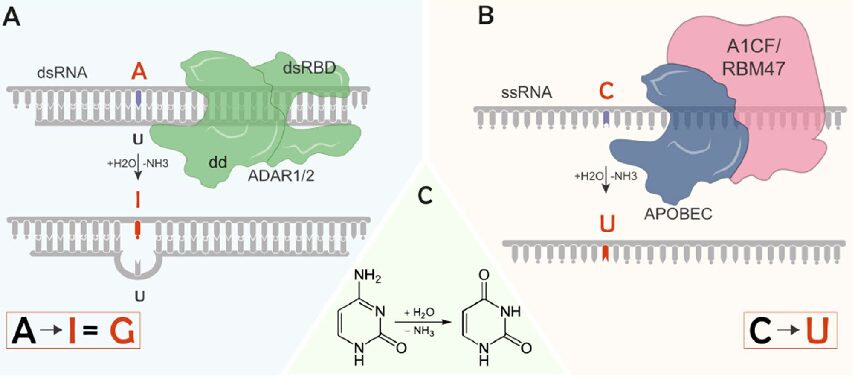 How to Analyze RNAseq Data for Absolute Beginners Part 9: RNA Editing Analysis