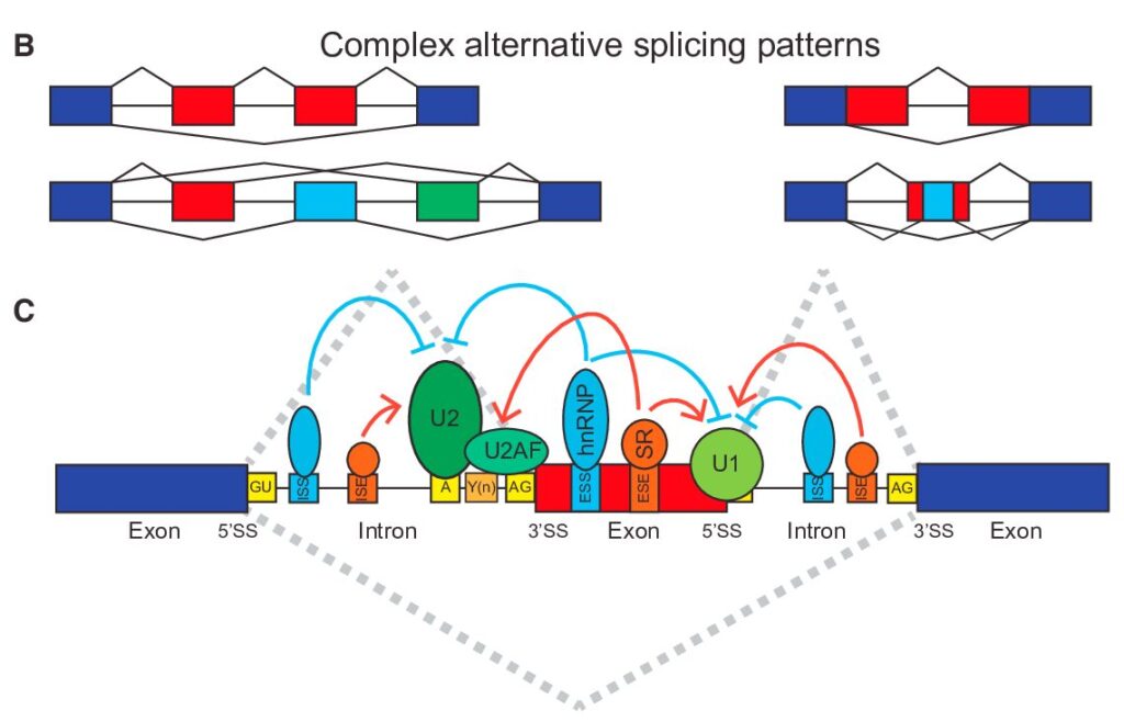 How to Analyze RNAseq Data for Absolute Beginners Part 11: Mastering Transcript-Level Alternative Splicing Analysis